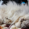 Zzz...