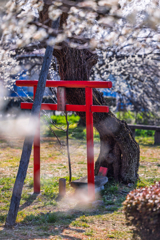 子育ての白梅