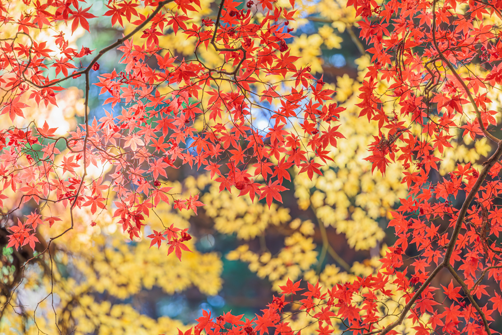 紅葉狩り