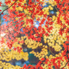 紅葉狩り