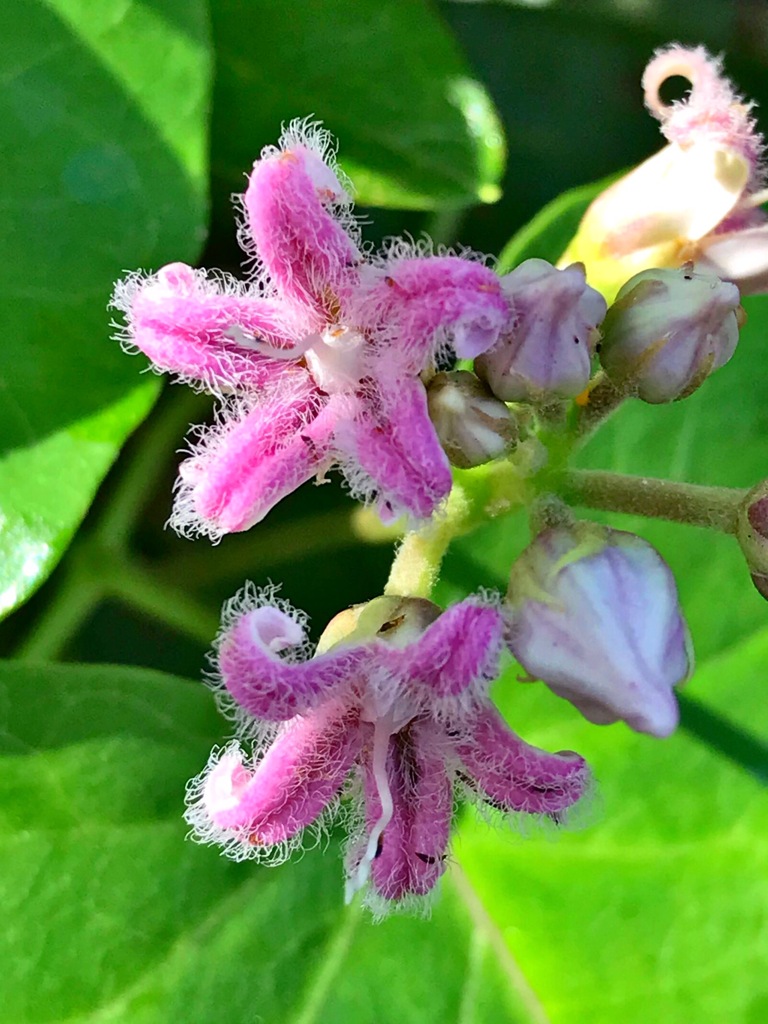 ガガイモの花