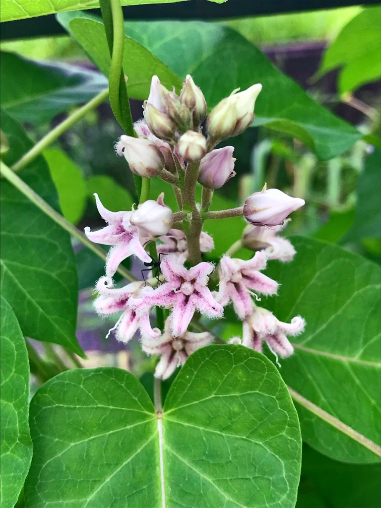 ガガイモの花