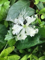 黄烏瓜