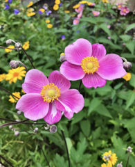 秋明菊
