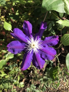 華