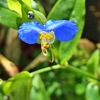 露草