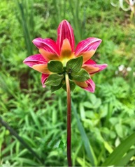 ダリア