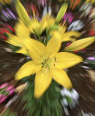 ゆり