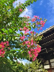 百日紅