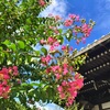 百日紅