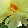 酔芙蓉