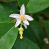キンカンの花