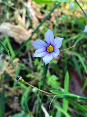 ルリニワゼキショウ(瑠璃庭石菖）