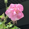 酔芙蓉