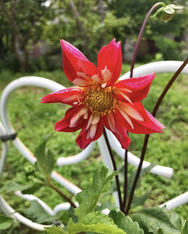 ダリア