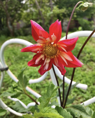 ダリア