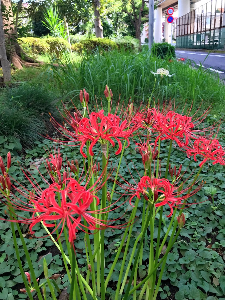 曼珠沙華