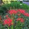 曼珠沙華