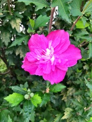 ムクゲの花