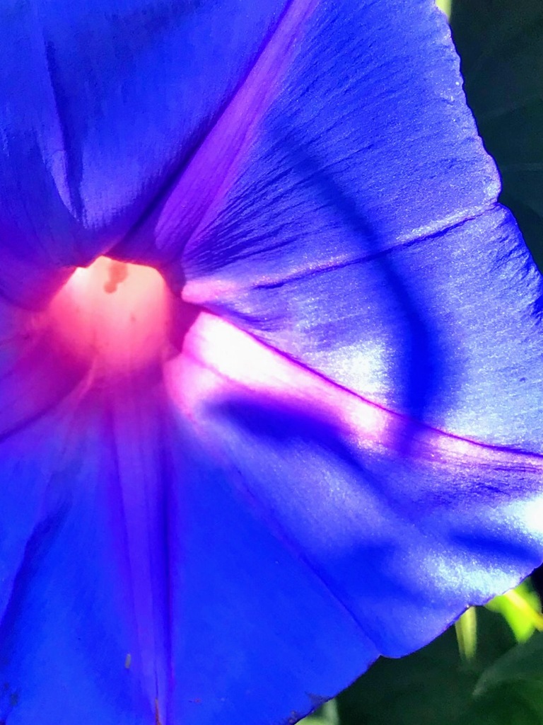 朝顔