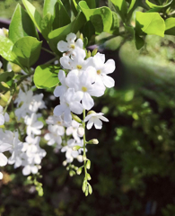 白花デュランタ　