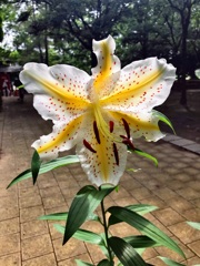 ヤマユリ