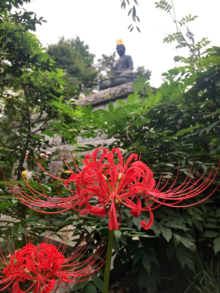 曼珠沙華