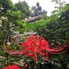 曼珠沙華