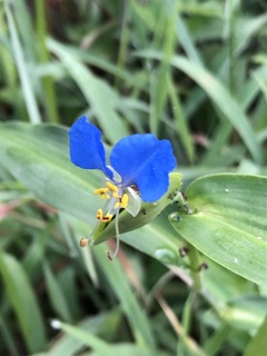 露草