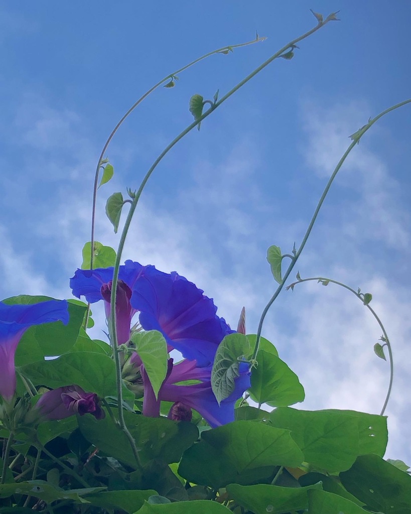 朝のお散歩道で　#花 #リュウキュウアサガオ