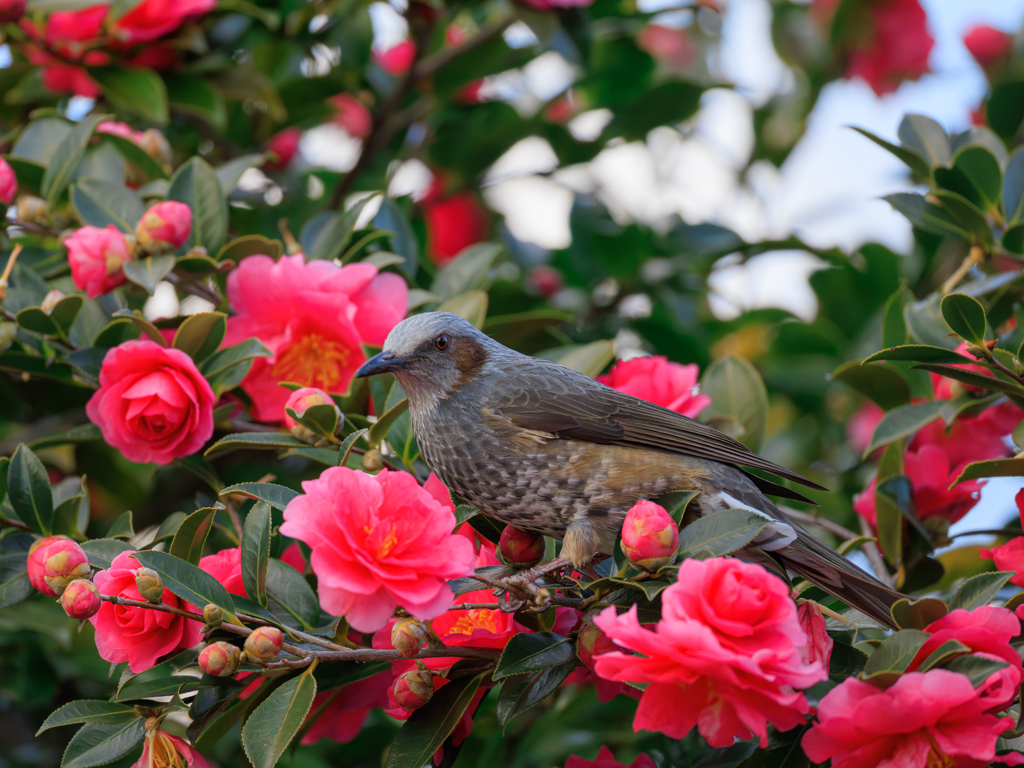 お正月のピヨちゃんと椿