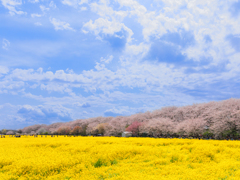 ほのぼの