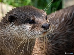 何かが気になるようで…