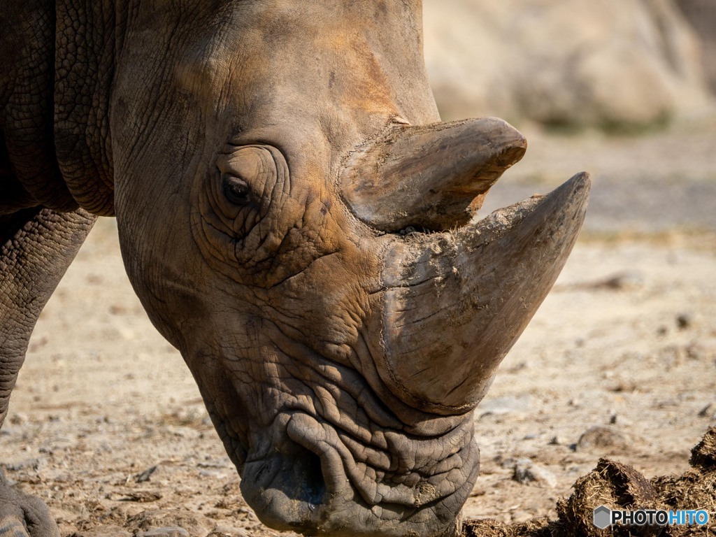 ミナミシロサイ