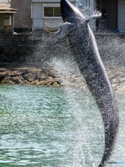 Jump