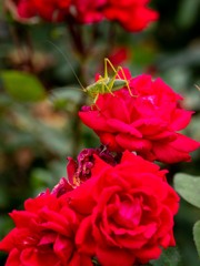 花とキリギリス