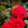 花とキリギリス