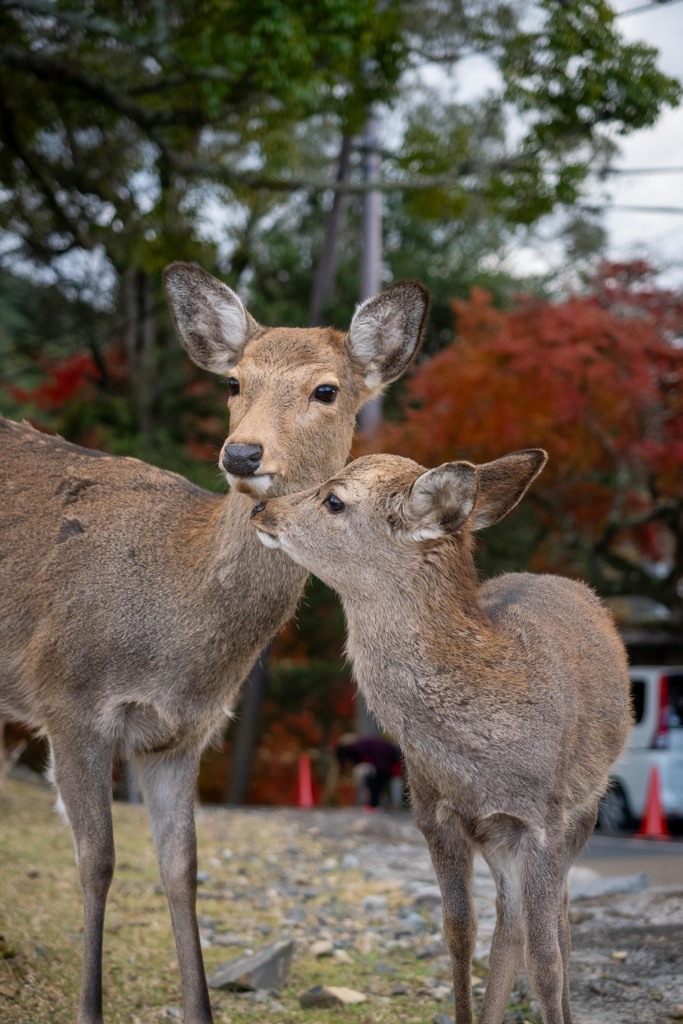 ねぇねぇ