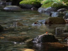 せせらぎ