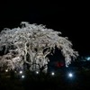 水戸野のシダレザクラ