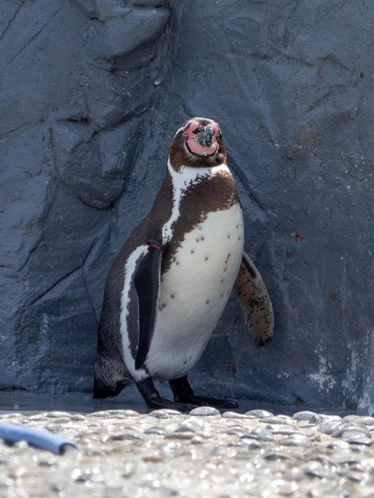 ウィンク