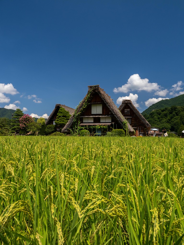 実りの秋はすぐそこに
