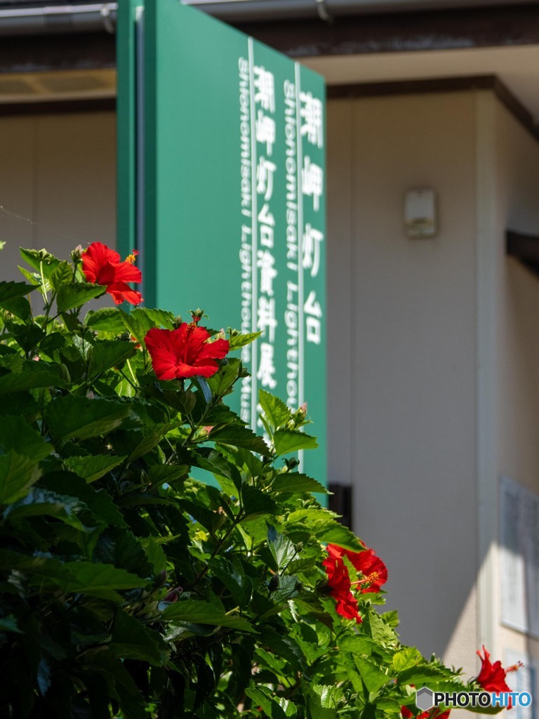 本州最南端では仏桑華