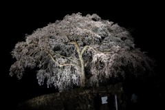 水戸野のシダレザクラ