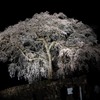 水戸野のシダレザクラ