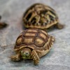 兄弟で散歩に出発