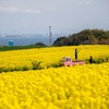 菜の花畑