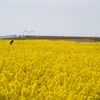 菜の花畑