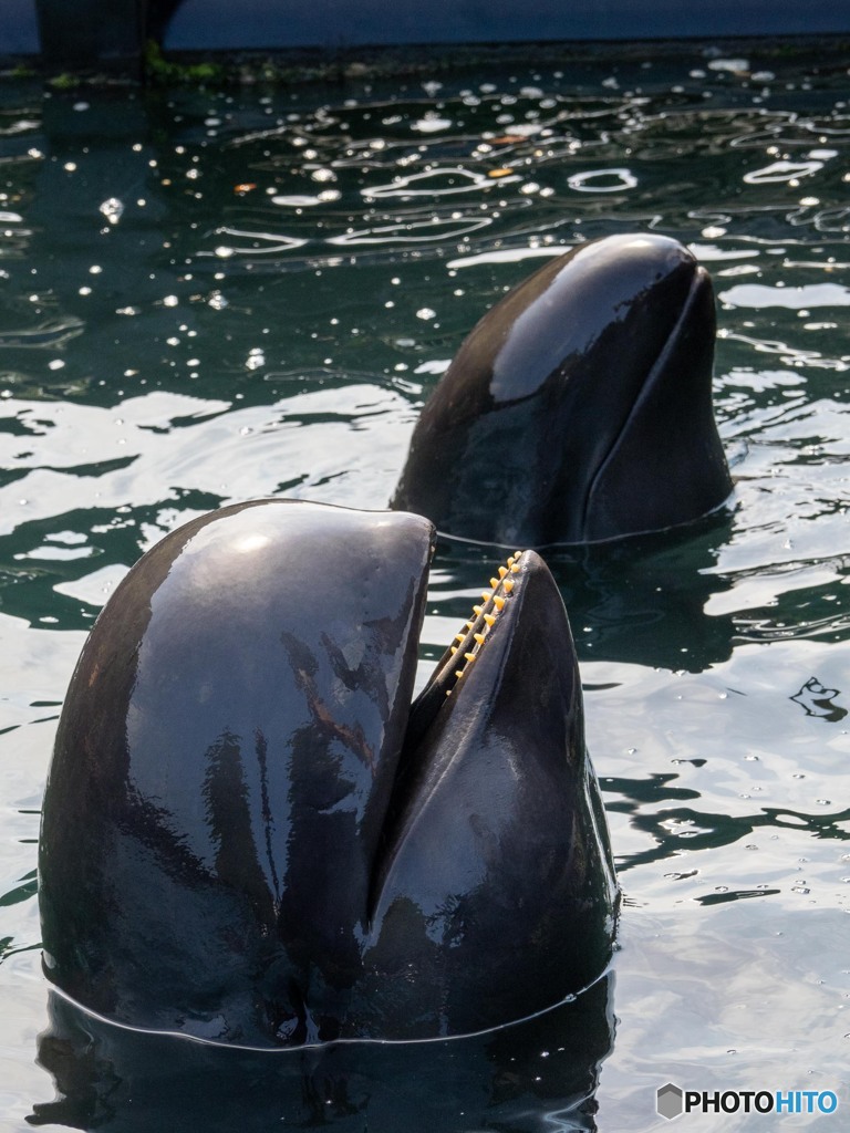 お魚 いただけませんか