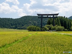 そびえる大鳥居